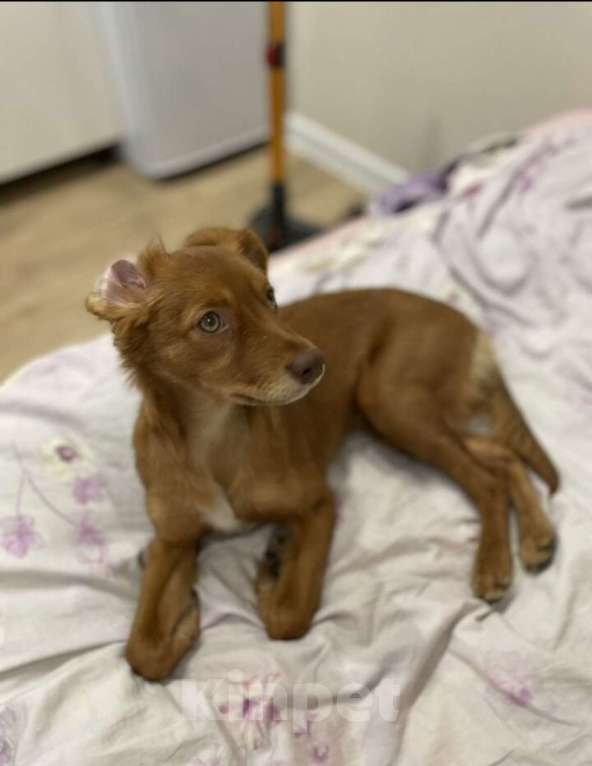 Собаки в Балашихе: Щенок ксолоитцкуинтли мини Мальчик, 10 000 руб. - фото 5