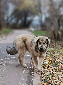 Ваша личная Фея