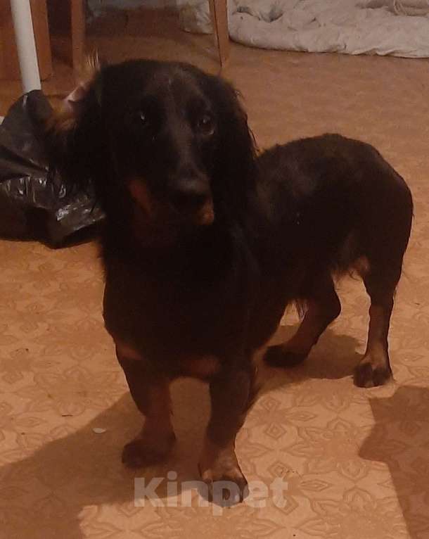 Собаки в Тольятти: Ищем заботливую семью Мальчик, 1 руб. - фото 2