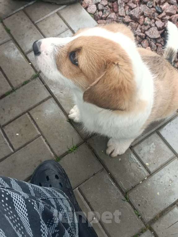 Собаки в других городах Ленинградской области: Маленький пёс Мальчик, Бесплатно - фото 8