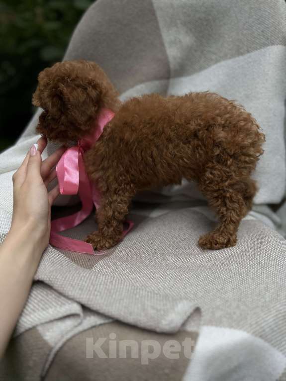 Собаки в Москве: Щенки мальтипу Девочка, 240 000 руб. - фото 8