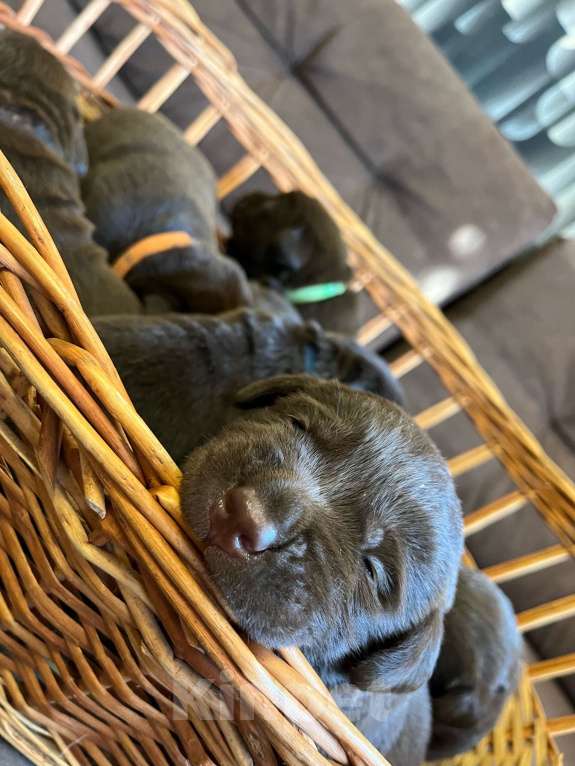 Собаки в Воронеже: Щенки Лабрадора Мальчик, 60 000 руб. - фото 6