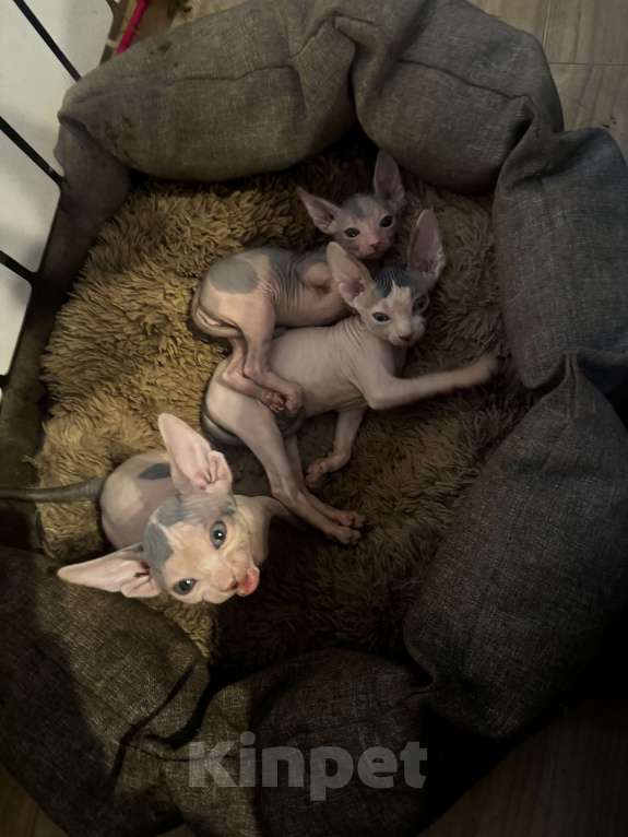 Кошки в Новосибирске: Продам канадского сфинкса мальчик Мальчик, 11 000 руб. - фото 5