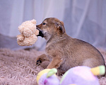 Собаки в Ногинске: Коко - щенок в поисках дома Девочка, Бесплатно - фото 7