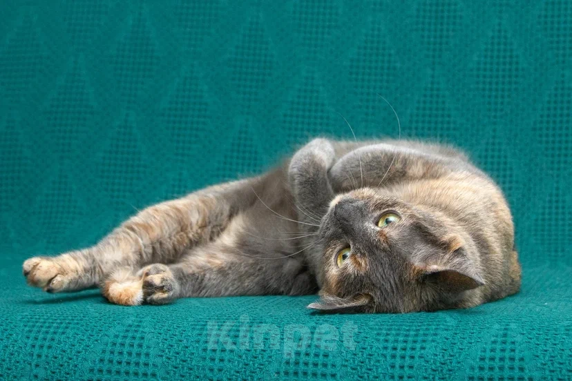 Кошки в Реутове: Взрослая кошка в добрые руки Девочка, Бесплатно - фото 1