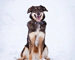 Собаки в Москве: Ариэль ищет свою любящую семью Девочка, Бесплатно - фото 3