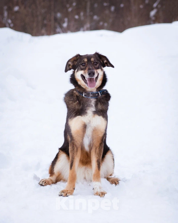 Собаки в Москве: Ариэль ищет свою любящую семью Девочка, Бесплатно - фото 3