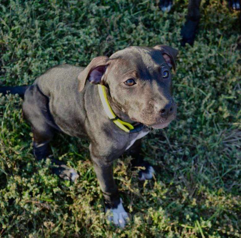 Собаки в Краснодаре: Кали Девочка, 10 000 руб. - фото 1