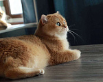Кошки в Москве: Британский кот Мальчик, 100 000 руб. - фото 2