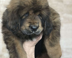 Собаки в Перми: Девочка тибетского мастифа Девочка, Бесплатно - фото 1