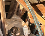 Кошки в Ярославле: Котята в добрые руки Девочка, Бесплатно - фото 2