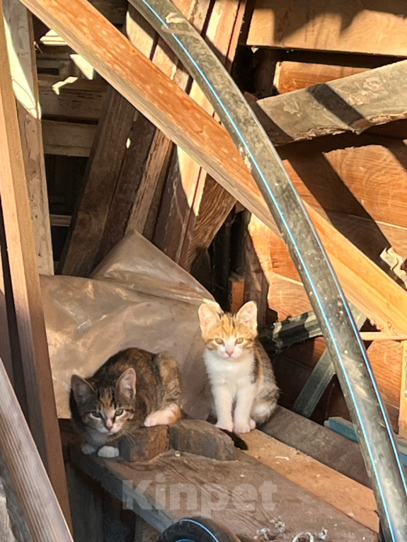 Кошки в Ярославле: Котята в добрые руки Девочка, Бесплатно - фото 2