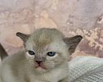 Кошки в других городах Московской области: Котята европейской бурмы Мальчик, 90 000 руб. - фото 1