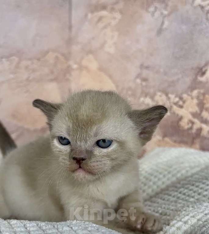 Кошки в других городах Московской области: Котята европейской бурмы Мальчик, 90 000 руб. - фото 1