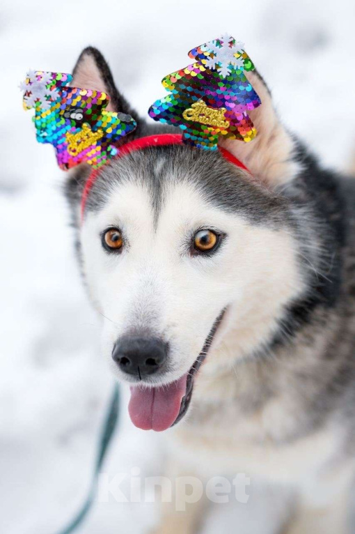 Собаки в Воскресенске: Байра в поисках дома! Девочка, Бесплатно - фото 2