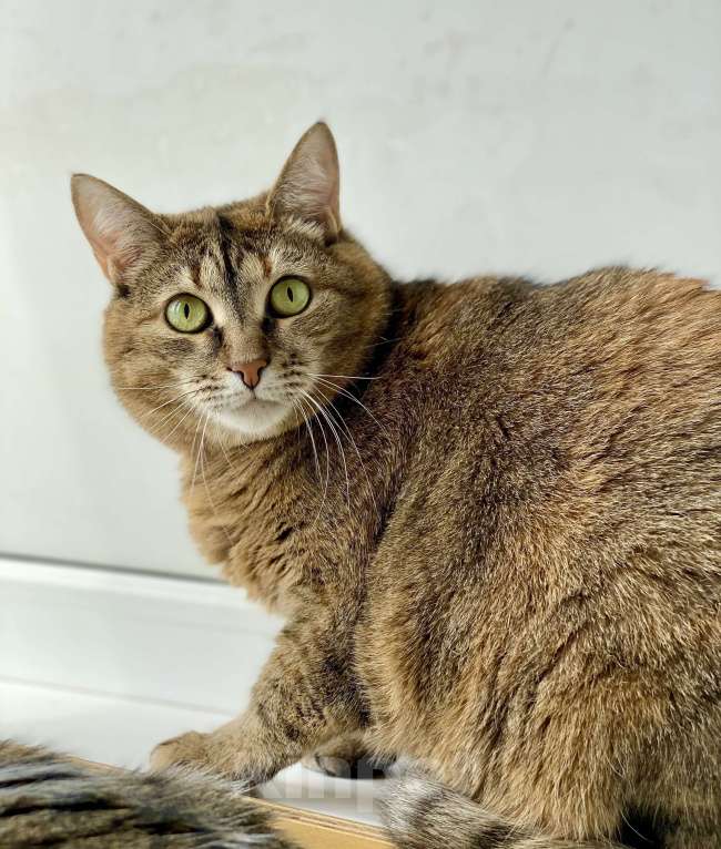 Кошки в Москве: Плюшевая кошечка Сильва в добрые руки Девочка, Бесплатно - фото 7