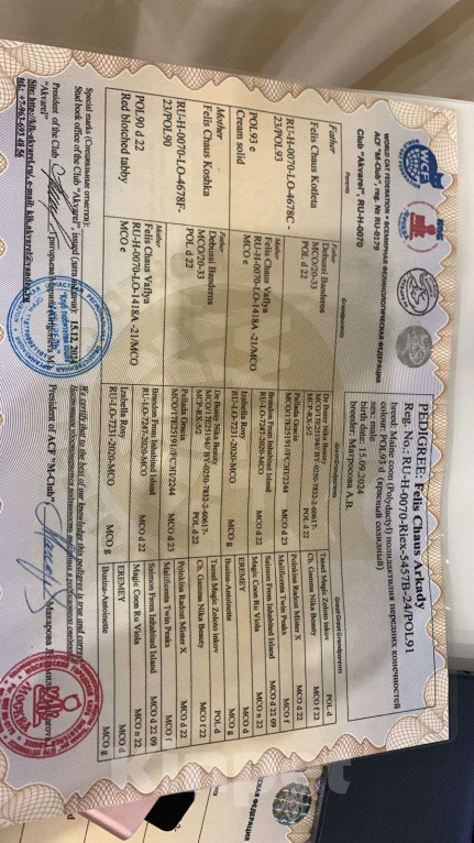 Кошки в Москве: котенок Мейн- кун полидакт с родословной Мальчик, 75 000 руб. - фото 8