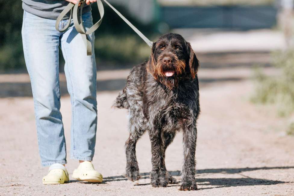 Собаки в Москве: Капитан Борода в приюте Мальчик, Бесплатно - фото 7