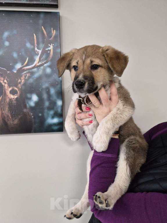 Собаки в других городах Московской области: Пиратик ищет дом! Мальчик, 1 руб. - фото 5