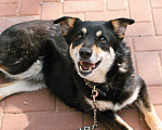 Собаки в Рязани: Никки - спокойная особенная собачка Девочка, Бесплатно - фото 4