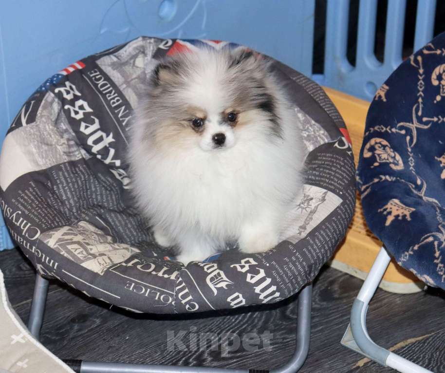 Собаки в Москве: Пушистый медвежонок Мальчик, 55 000 руб. - фото 1