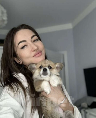 Собаки в Ростове-на-Дону: Вельш корги Пемброк щенки РКФ Мальчик, 50 000 руб. - фото 3