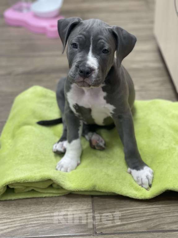 Собаки в Балашихе: Любимка Мальчик, Бесплатно - фото 1