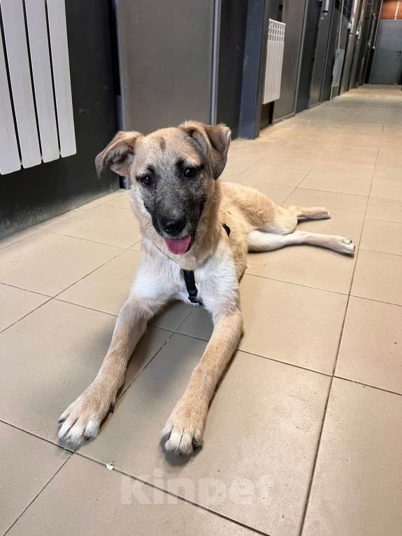 Собаки в Москве: Щенок Дейенерис ищет дом Девочка, Бесплатно - фото 2