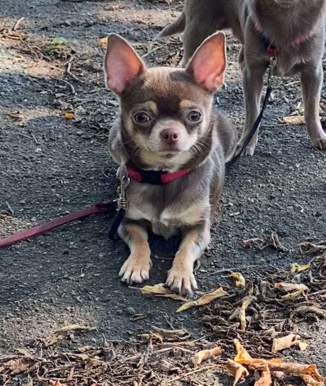 Собаки в Москве: Продаётся чихуахуа лилово-подпалого окраса девочка Девочка, 45 000 руб. - фото 3