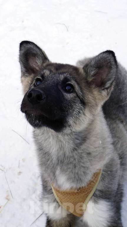 Собаки в Ногинске: Юнона Девочка, Бесплатно - фото 1