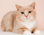 Кошки в Москве: Молодой рыжий красавец кот Вася в дар Мальчик, Бесплатно - фото 1
