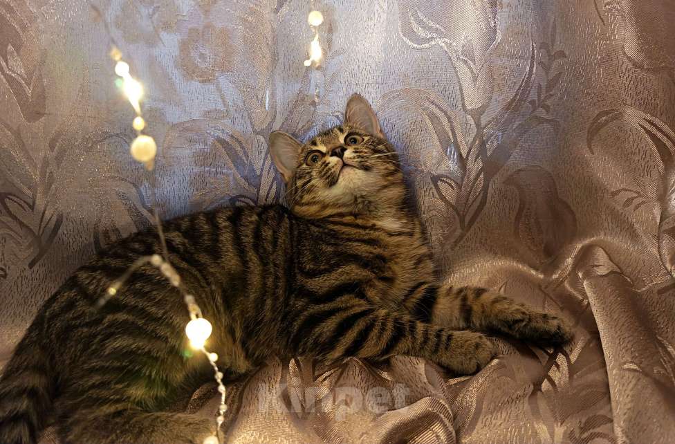 Кошки в Ивантеевке: Пушистик Мальчик, Бесплатно - фото 3