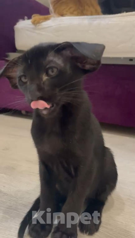 Кошки в Челябинске: Ориентальный мальчик  Мальчик, 190 000 руб. - фото 3