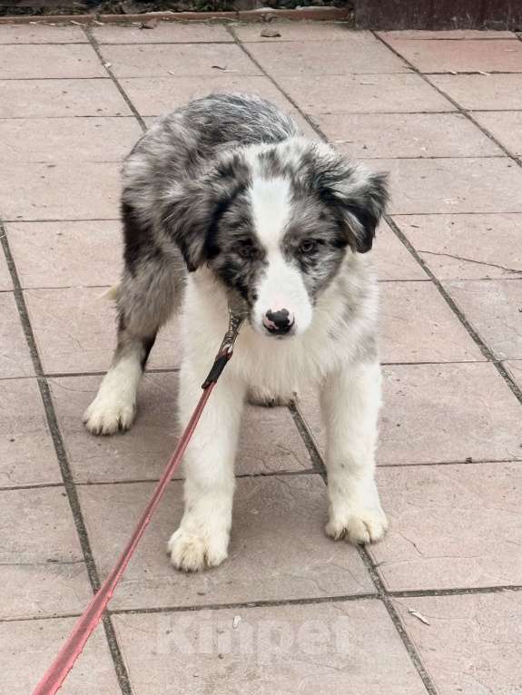 Собаки в Москве: Щенок бордер-колли Мальчик, 65 000 руб. - фото 3