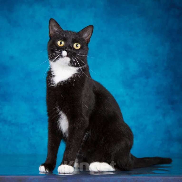 Кошки в Москве: Ищет дом молодая кошечка Мей Девочка, 1 руб. - фото 7