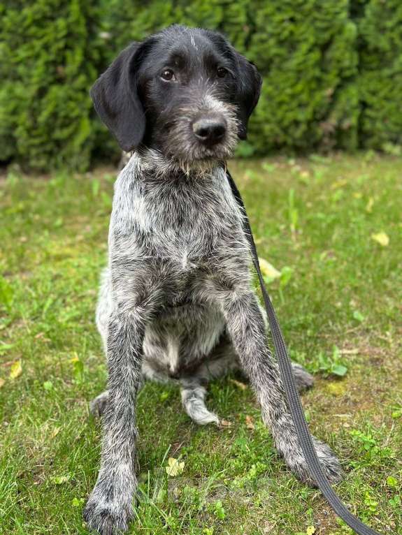 Собаки в Москве: Метис дратхаара Артур в добрые руки  Мальчик, Бесплатно - фото 2