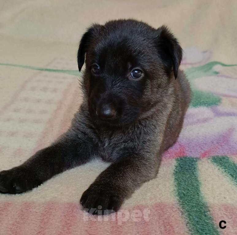 Собаки в других городах Краснодарского края: Продам щенков немецкой овчарки Девочка, 17 000 руб. - фото 3