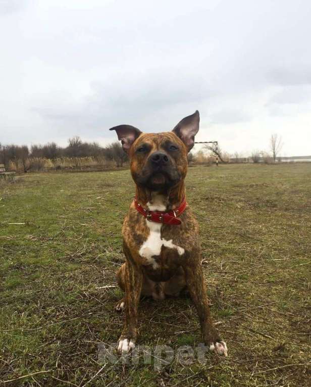 Собаки в Батайске: Стаффорд в добрые руки  Мальчик, Бесплатно - фото 5