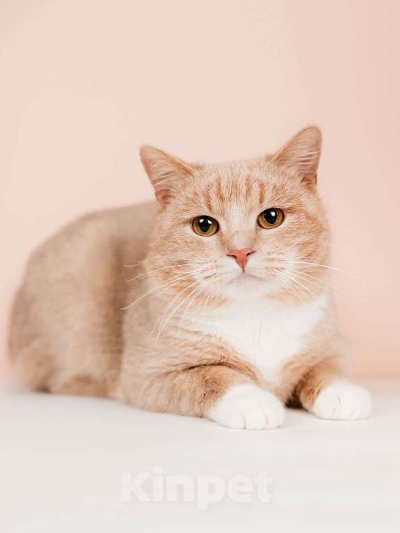 Кошки в Москве: Молодой рыжий красавец кот Вася в дар Мальчик, Бесплатно - фото 1