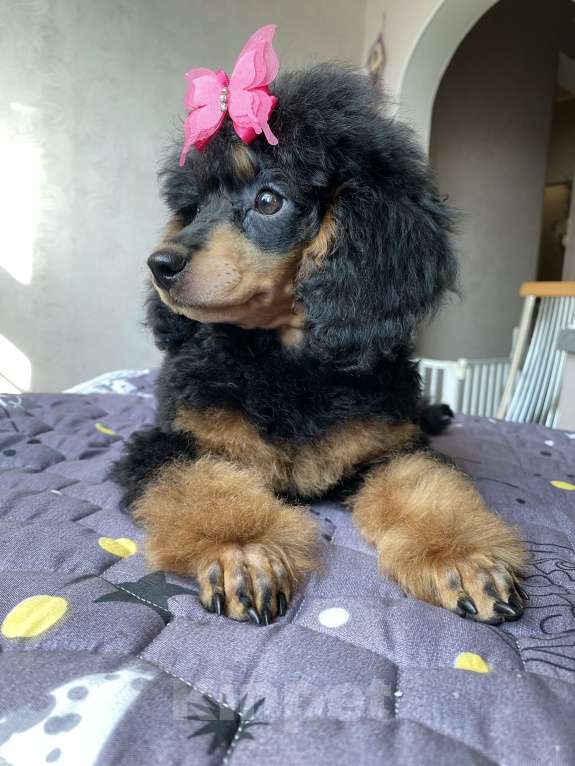 Собаки в Москве: Щенок пуделя Фантом девочка Девочка, Бесплатно - фото 4