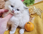 Кошки в Москве: Малейшие девочки Рэгдолл Девочка, 65 000 руб. - фото 2