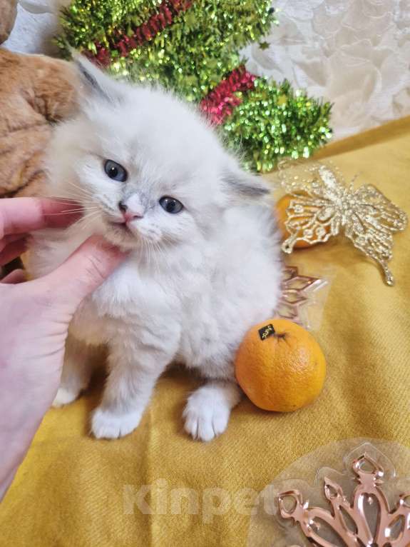Кошки в Москве: Малейшие девочки Рэгдолл Девочка, 65 000 руб. - фото 2