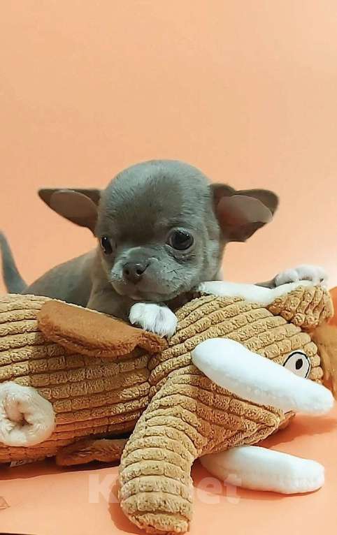 Собаки в Новосибирске: Девочка Чихуахуа Девочка, Бесплатно - фото 3