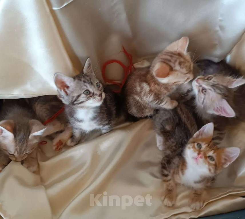 Кошки в Москве: котята курильские бобтейлы шикарного мраморного окраса Разнополые, 5 000 руб. - фото 1