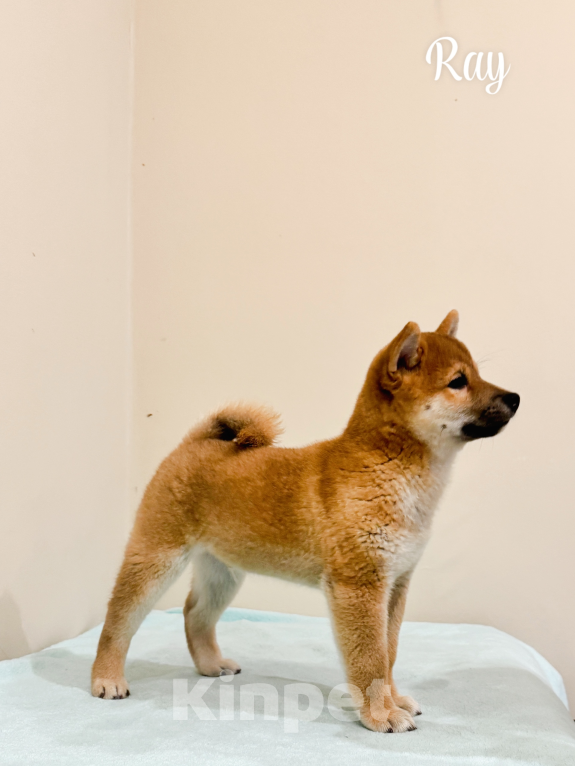 Собаки в Туле: Сиба Ину щенок чемпионов  Мальчик, 90 000 руб. - фото 1