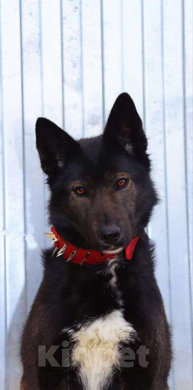 Собаки в Люберцах: Нереально красивая и умная собака Ассоль Девочка, Бесплатно - фото 2