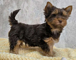 Собаки в Москве: Шоколадно-подпалый Йорк Мальчик, 60 000 руб. - фото 3