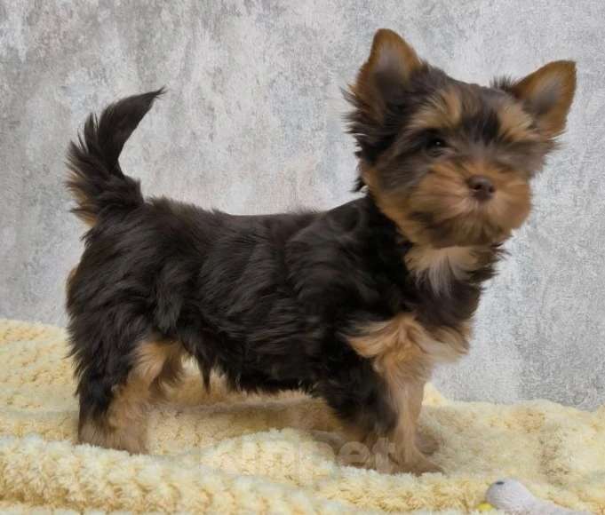 Собаки в Москве: Шоколадно-подпалый Йорк Мальчик, 60 000 руб. - фото 3