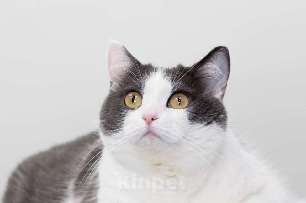 Кошки в Москве: кошка Аглая в добрые руки Девочка, Бесплатно - фото 6