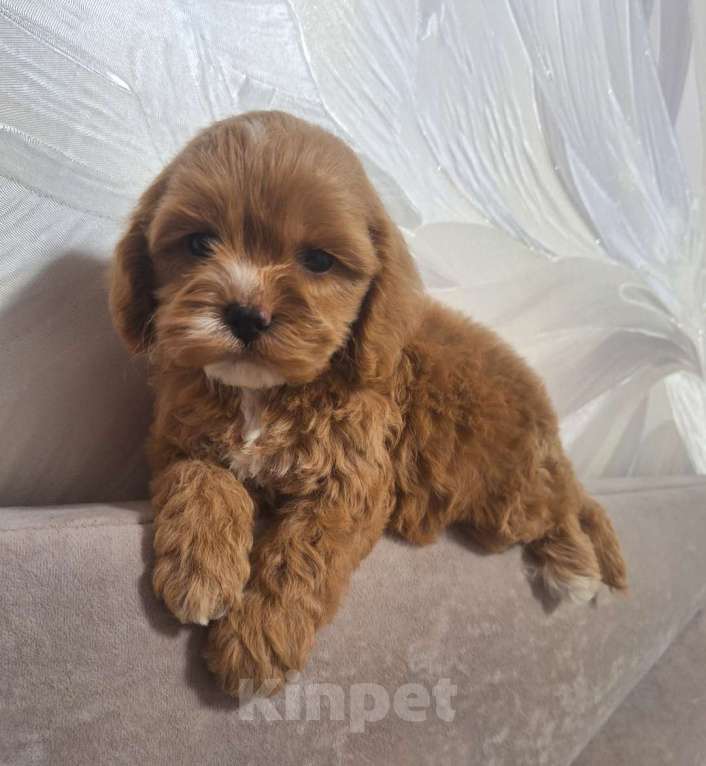 Собаки в Краснодаре: Кокапу щенок девочка Девочка, 50 000 руб. - фото 9